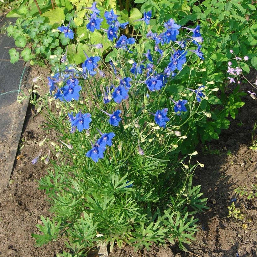 Delphinium grandiflorum Blauer Zwerg - Ridderspoor (Plant habit)