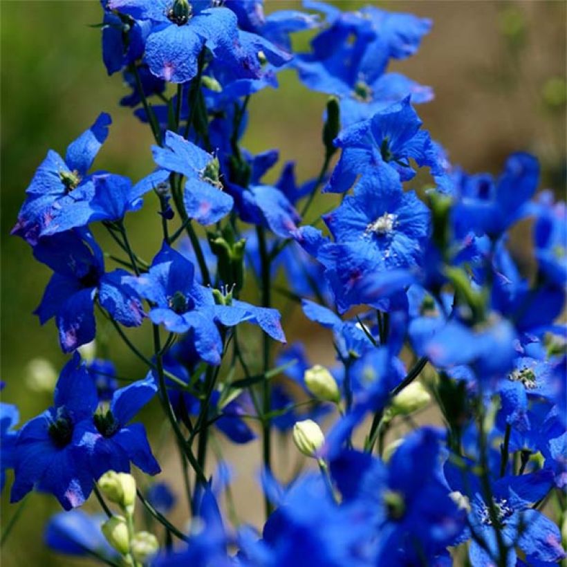 Delphinium grandiflorum - Ridderspoor (Flowering)