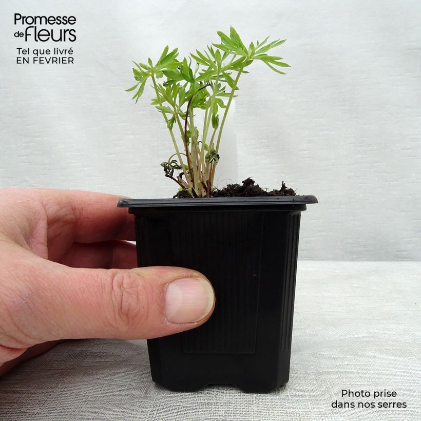 Example of Delphinium grandiflorum - Ridderspoor Kweekpotje van 7/8 cm as you get in hiver