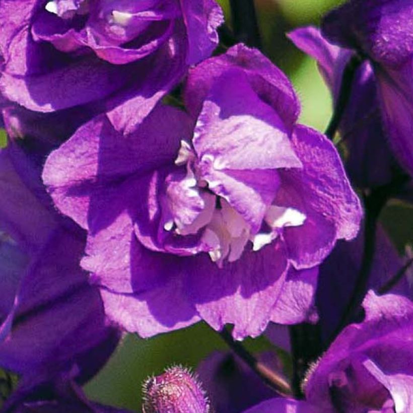 Delphinium Pacific Astolat - Ridderspoor (Flowering)