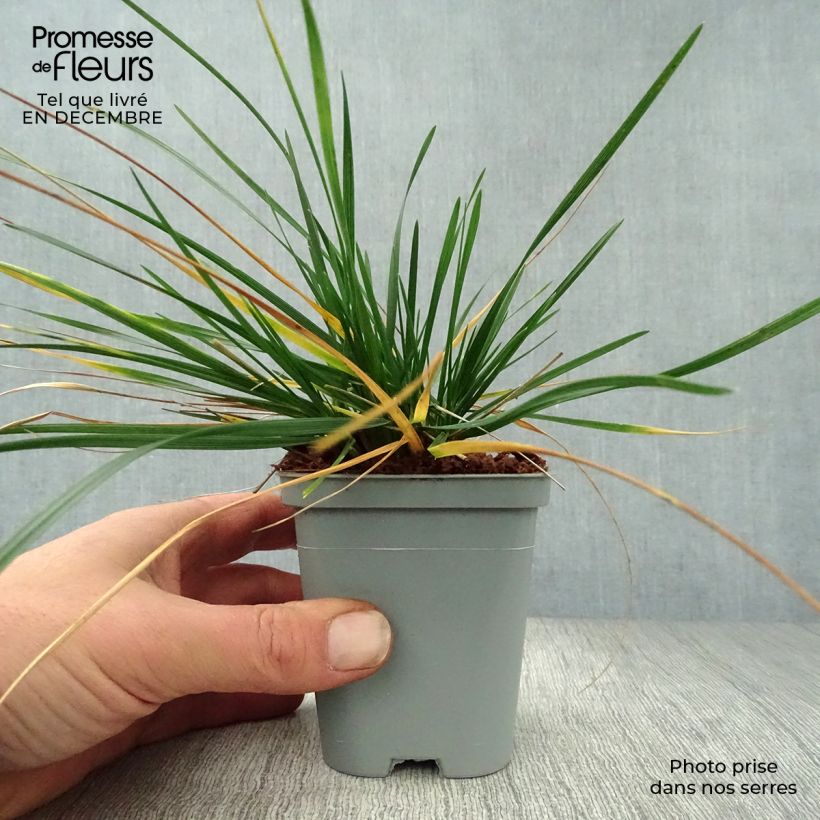 Example of Deschampsia cespitosa - Canche cespiteuse Kweekpotje van 8/9 cm as you get in hiver