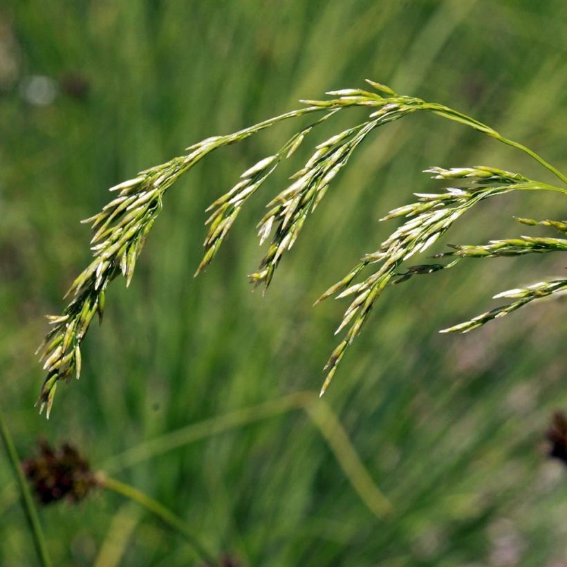 Deschampsia flexuosa - Bochtige smele (Flowering)