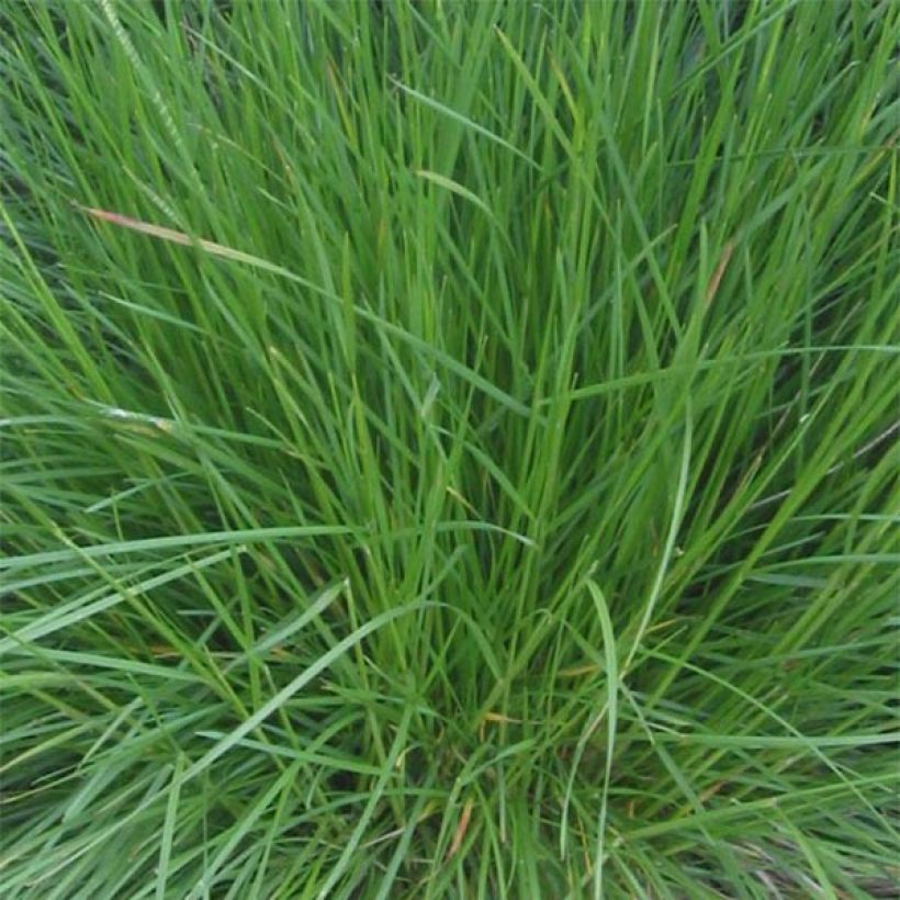 Deschampsia cespitosa Bronzeschleier - Ruwe smele (Foliage)