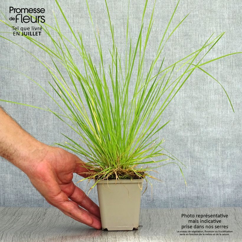 Exemplaar van Deschampsia cespitosa Bronzeschleier - Ruwe smele Kweekpotje van 8/9 cm zoals geleverd in de zomer