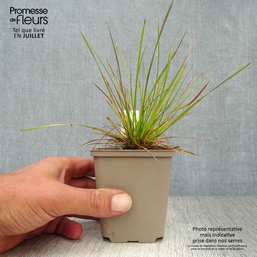 Exemplaar van Deschampsia cespitosa - Ruwe smele Kweekpotje van 8/9 cm zoals geleverd in de zomer