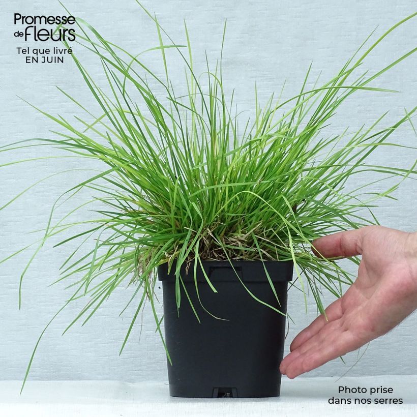 Exemplaar van Deschampsia cespitosa - Ruwe smele Pot van 2 l/3 l zoals geleverd in de zomer