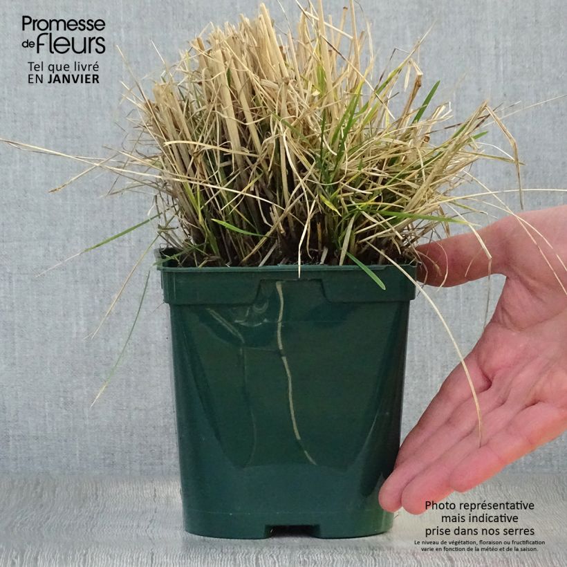 Example of Deschampsia cespitosa - Canche cespiteuse Pot van 2 l/3 l as you get in hiver