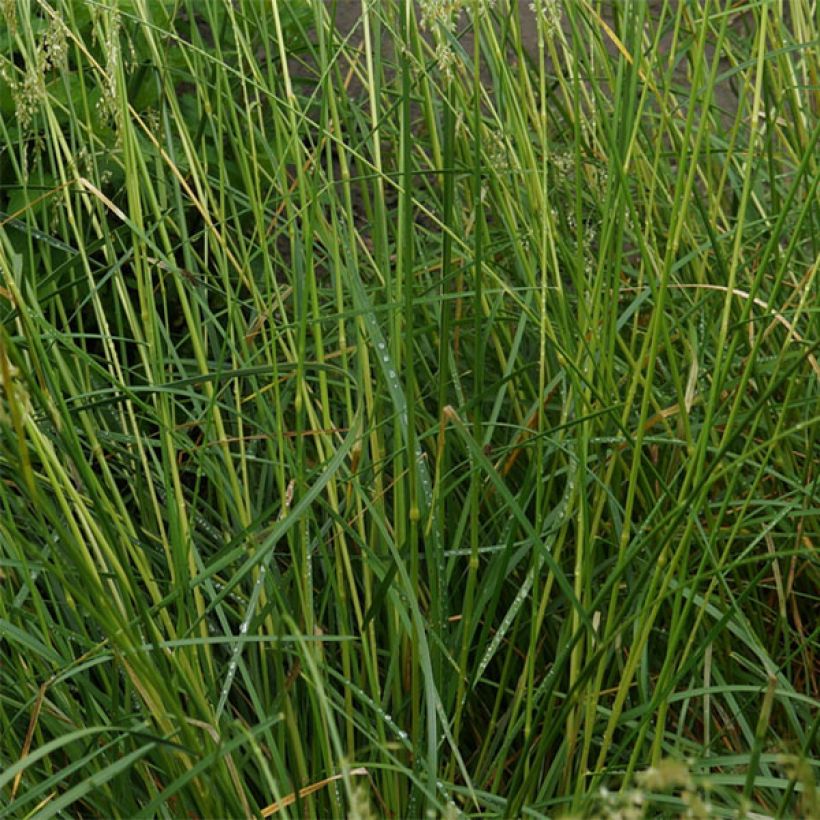 Deschampsia cespitosa Goldschleier - Ruwe smele (Foliage)