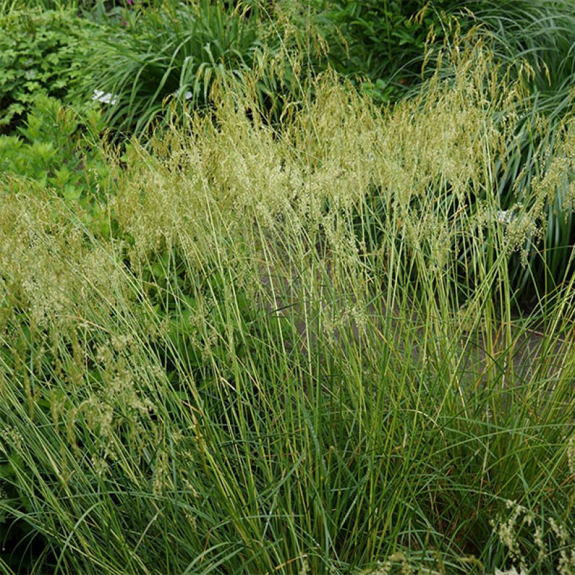 Deschampsia cespitosa Goldschleier - Ruwe smele (Plant habit)