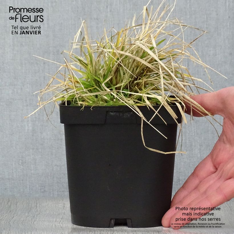 Example of Deschampsia cespitosa Goldschleier - Ruwe smele Pot van 1,5 l/2 l as you get in hiver