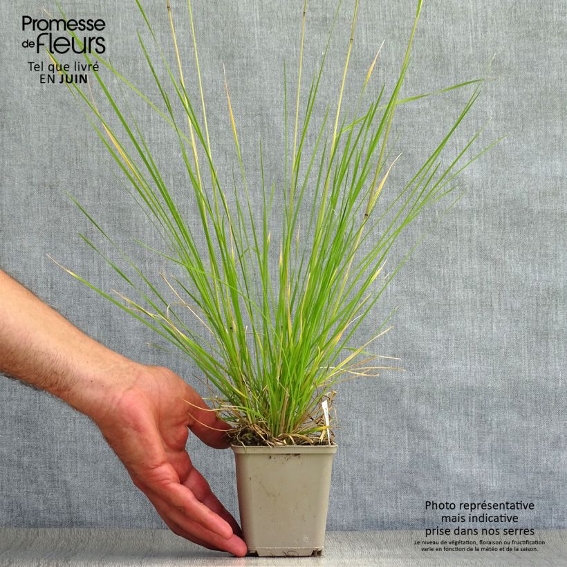 Exemplaar van Deschampsia cespitosa Goldtau - Ruwe smele Kweekpotje van 8/9 cm zoals geleverd in de zomer