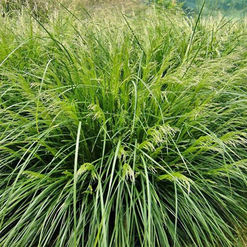 Deschampsia cespitosa Palava - Ruwe smele (Foliage)