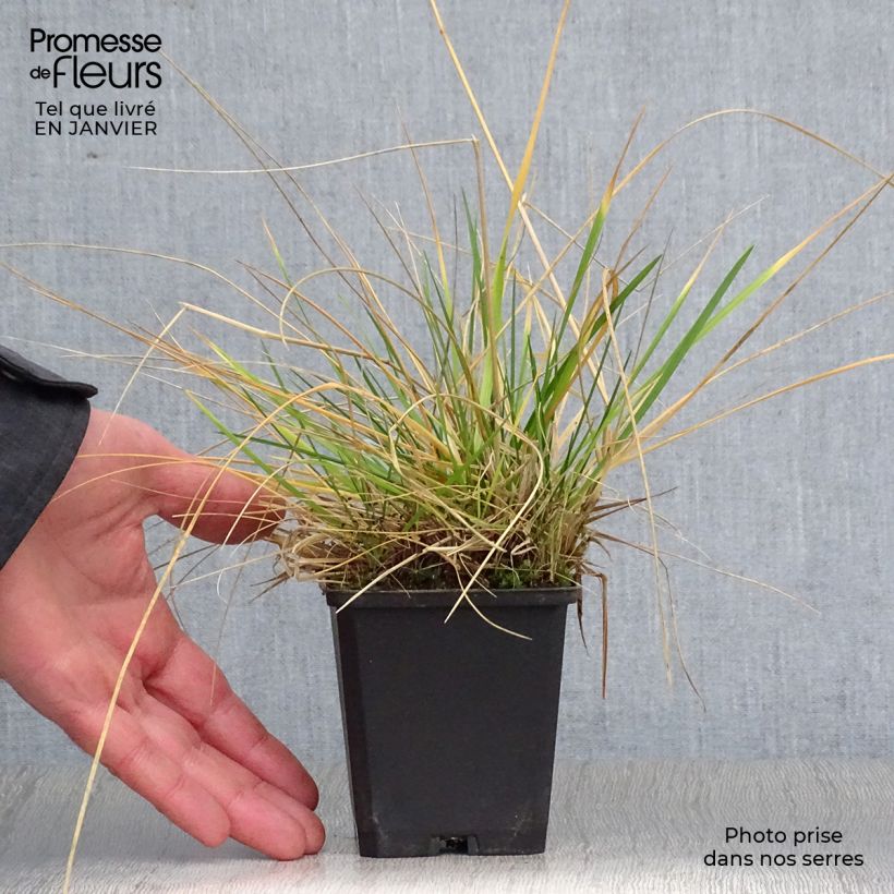 Example of Deschampsia cespitosa Palava - Canche cespiteuse Kweekpotje van 8/9 cm as you get in hiver