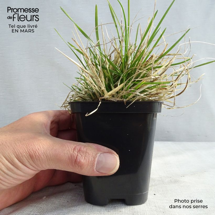 Example of Deschampsia cespitosa Pixie Fountain - Canche cespiteuse Kweekpotje van 8/9 cm as you get in hiver