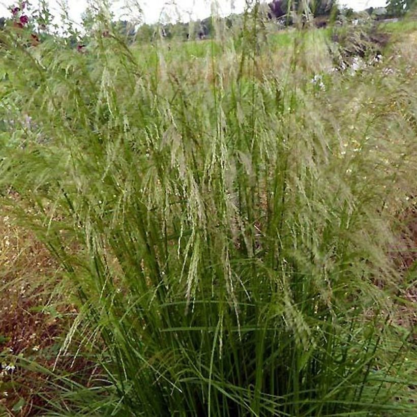 Deschampsia cespitosa Tauträger - Ruwe smele (Plant habit)