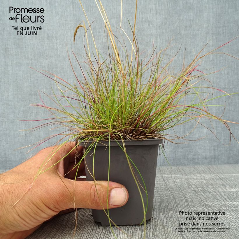 Exemplaar van Deschampsia flexuosa - Bochtige smele Kweekpotje van 8/9 cm zoals geleverd in de zomer