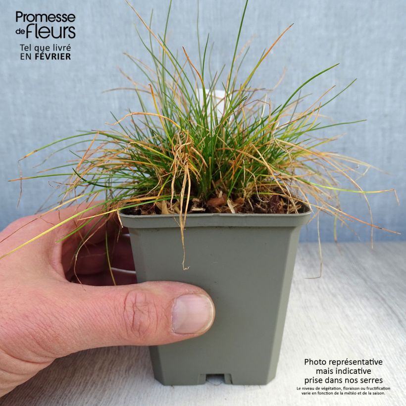 Example of Deschampsia flexuosa - Canche flexible, flexueuse Kweekpotje van 8/9 cm as you get in hiver