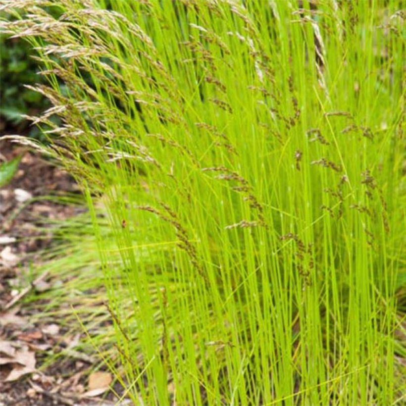 Deschampsia flexuosa Tatra Gold - Bochtige smele (Foliage)