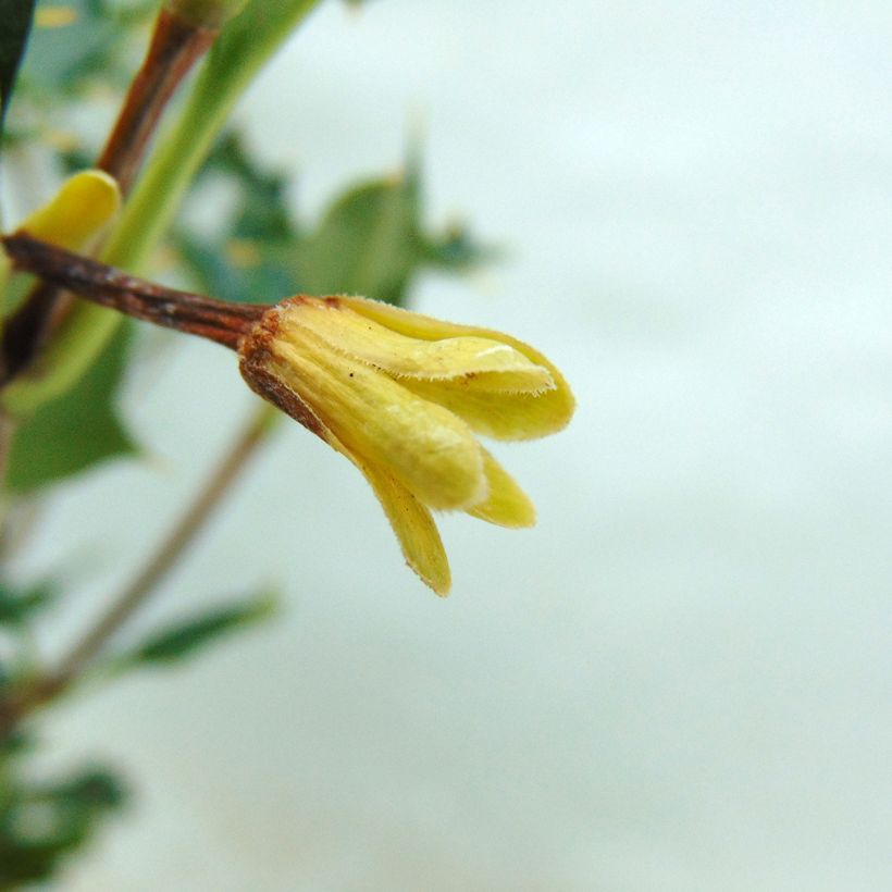 Desfontainia spinosa (Flowering)