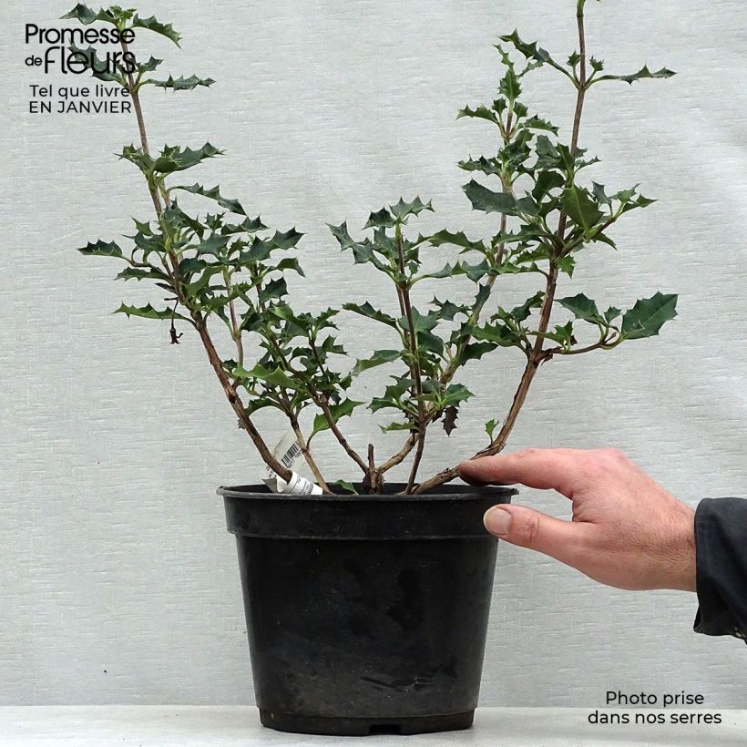 Example of Desfontainia spinosa Pot van 3 l/4 l as you get in hiver