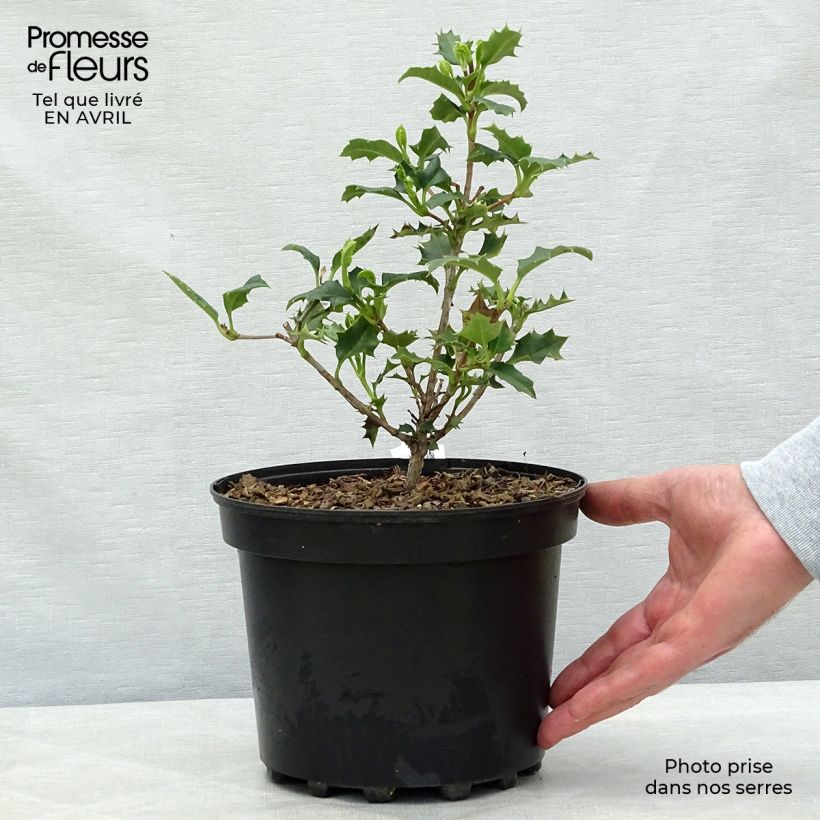 Exemplaar van Desfontainia spinosa Pot van 3 l/4 l zoals geleverd in de lente