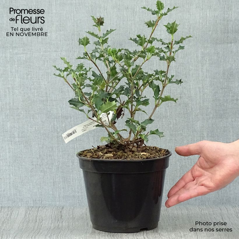 Exemplaar van Desfontainia spinosa Pot van 3 l/4 l zoals geleverd in de herfst