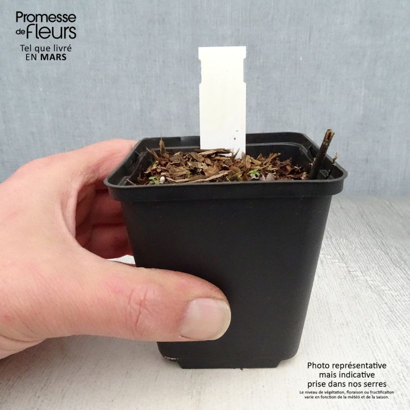 Exemplaar van Desmodium nudiflorum - Kleefklaver Kweekpotje van 8/9 cm zoals geleverd in de lente