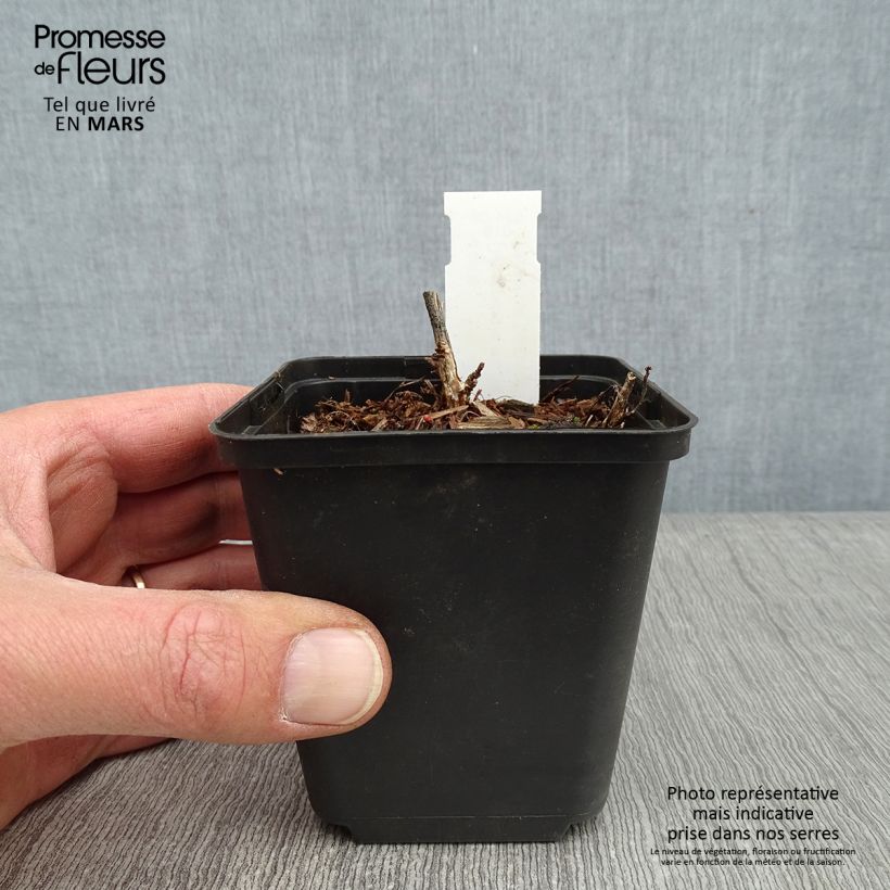 Example of Desmodium nudiflorum - Desmodie nudiflore Kweekpotje van 8/9 cm as you get in hiver