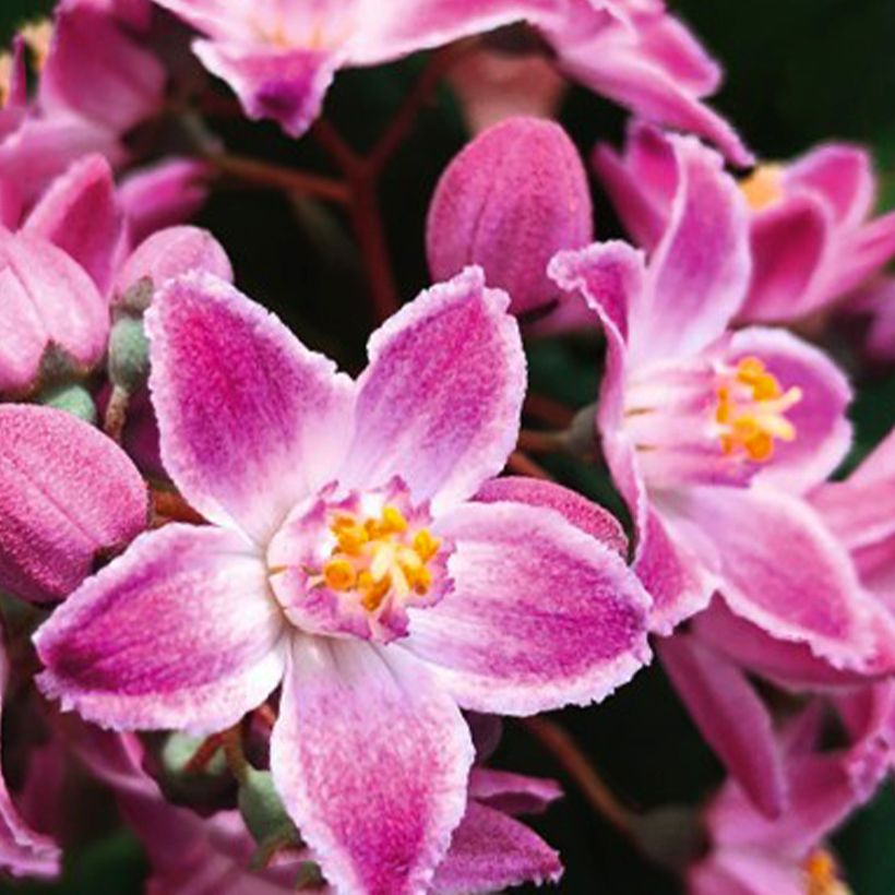 Deutzia Pink Cloud - Bruidsbloem (Flowering)