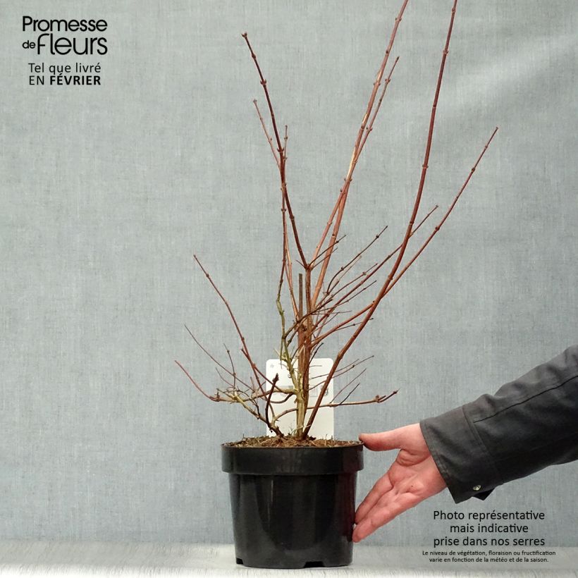 Example of Deutzia Perle Rose - Deutzie Pot van 3 l/4 l as you get in hiver