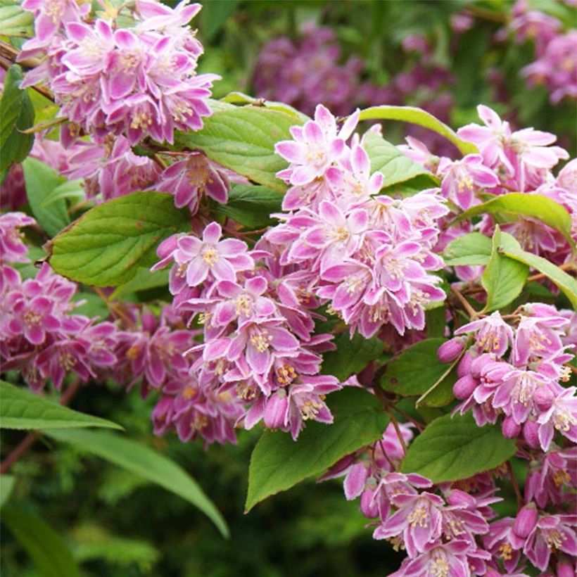 Deutzia Tourbillon Rouge - Bruidsbloem (Flowering)