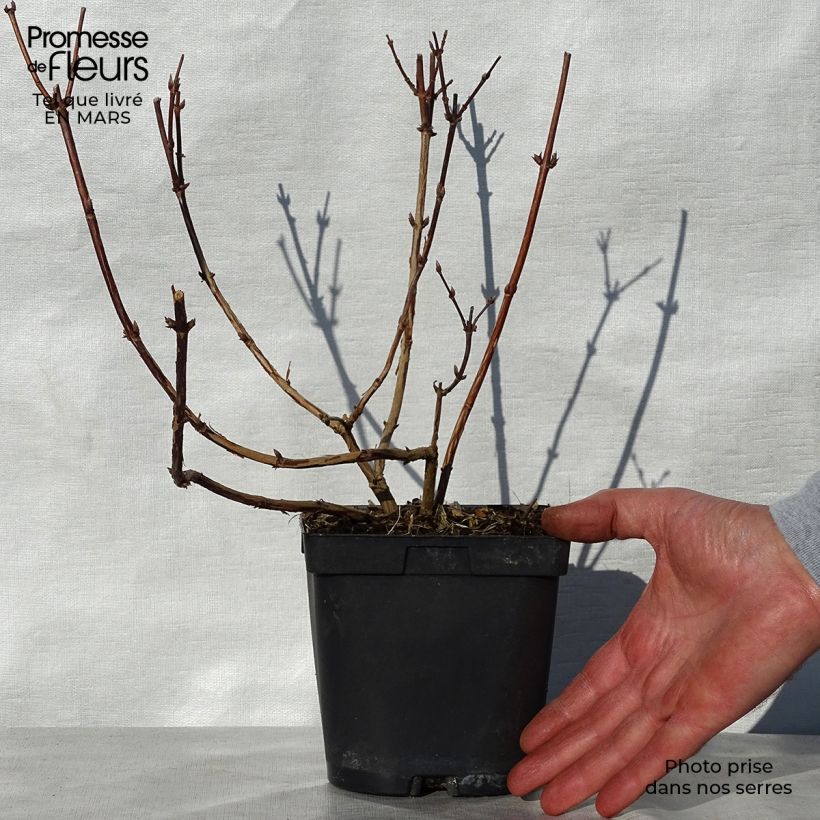 Exemplaar van Deutzia Tourbillon Rouge - Bruidsbloem Pot van 2 l/3 l zoals geleverd in de lente