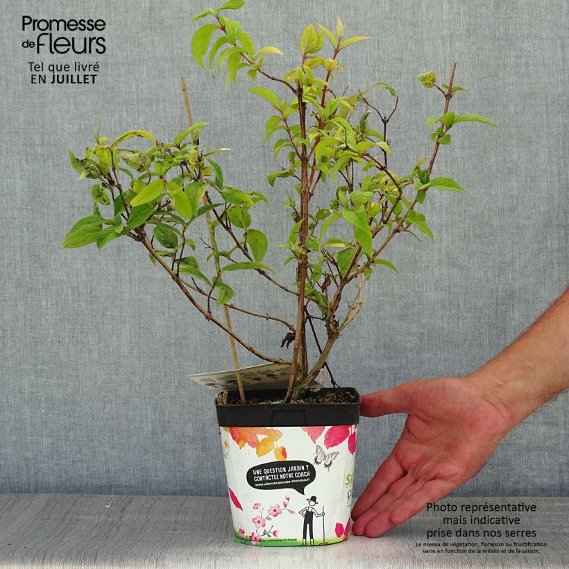 Exemplaar van Deutzia Tourbillon Rouge - Bruidsbloem Pot van 2 l/3 l zoals geleverd in de zomer