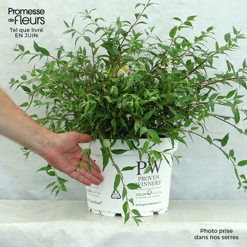 Exemplaar van Deutzia Yuki Cherry Blossom Pot van 7,5 l/10 l zoals geleverd in de zomer