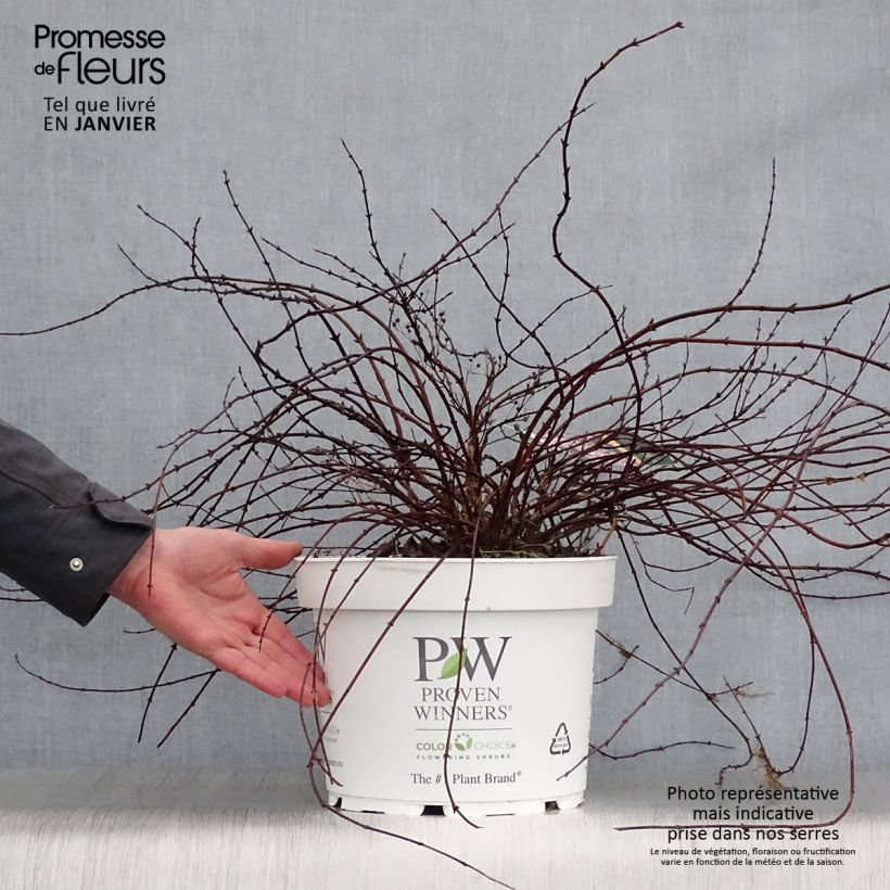 Example of Deutzia Yuki Cherry Blossom Pot van 7,5 l/10 l as you get in hiver