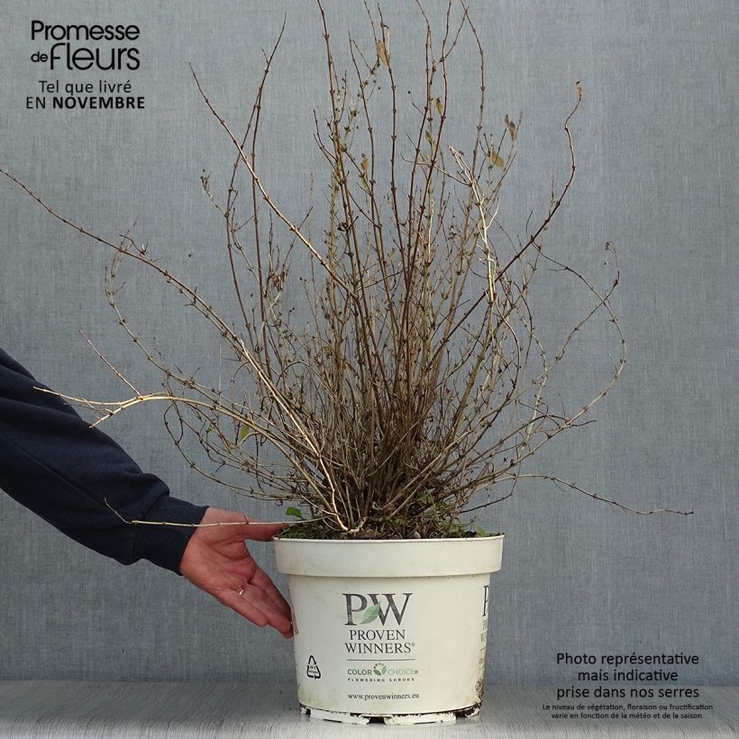 Exemplaar van Deutzia Yuki Snowflake - Bruidsbloem Pot van 7,5 l/10 l zoals geleverd in de herfst