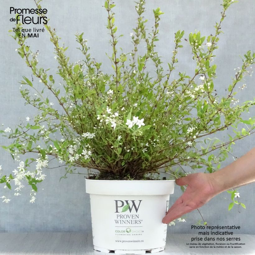 Exemplaar van Deutzia Yuki Snowflake - Bruidsbloem Pot van 7,5 l/10 l zoals geleverd in de lente