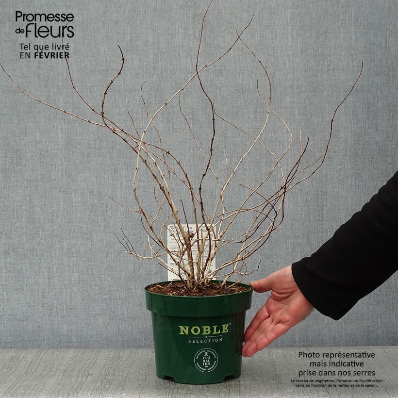 Example of Deutzia compacta Lavender Time - Deutzie Pot van 3 l/4 l as you get in hiver