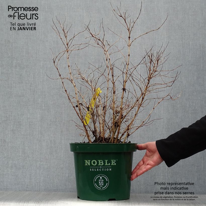 Example of Deutzia compacta Lavender Time - Deutzie Pot van 7,5 l/10 l as you get in hiver