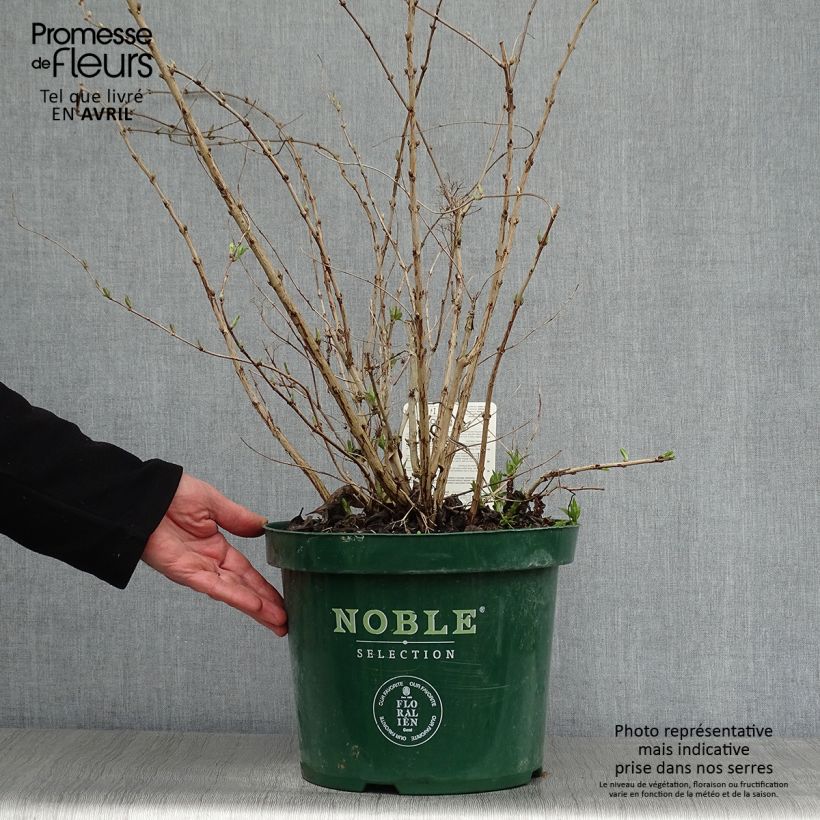 Exemplaar van Deutzie Lavender Time - Deutzia compacta Pot van 7,5 l/10 l zoals geleverd in de lente