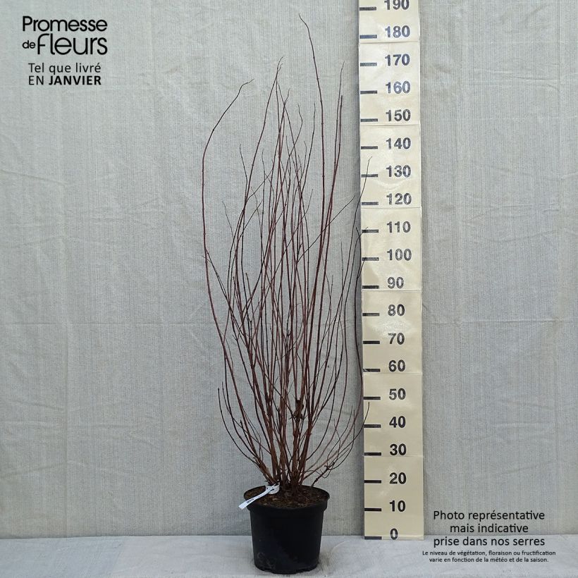 Example of Deutzia crenata Pride of Rochester - Bruidsbloem Pot van 7,5 l/10 l as you get in hiver