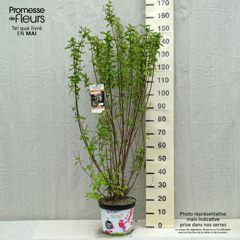 Exemplaar van Deutzia crenata Pride of Rochester - Bruidsbloem Pot van 7,5 l/10 l zoals geleverd in de lente