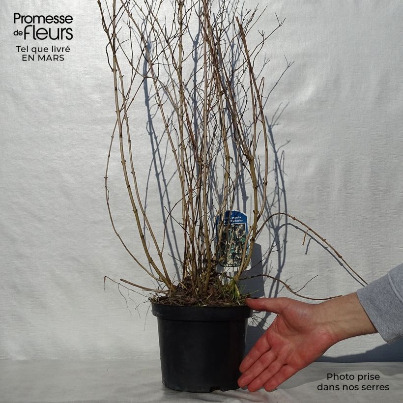 Exemplaar van Deutzia crenata Pride of Rochester - Bruidsbloem Pot van 2 l/3 l zoals geleverd in de lente