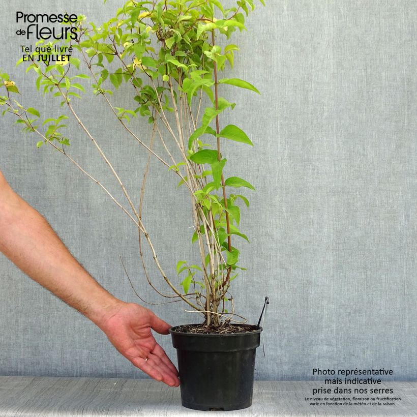 Exemplaar van Deutzia crenata Pride of Rochester - Bruidsbloem Pot van 2 l/3 l zoals geleverd in de zomer