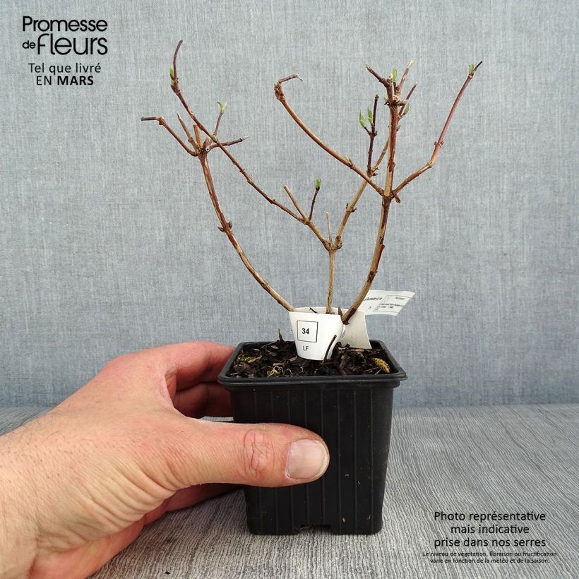 Example of Deutzia crenata Pride of Rochester - Bruidsbloem Kweekpotje van 8/9 cm as you get in hiver