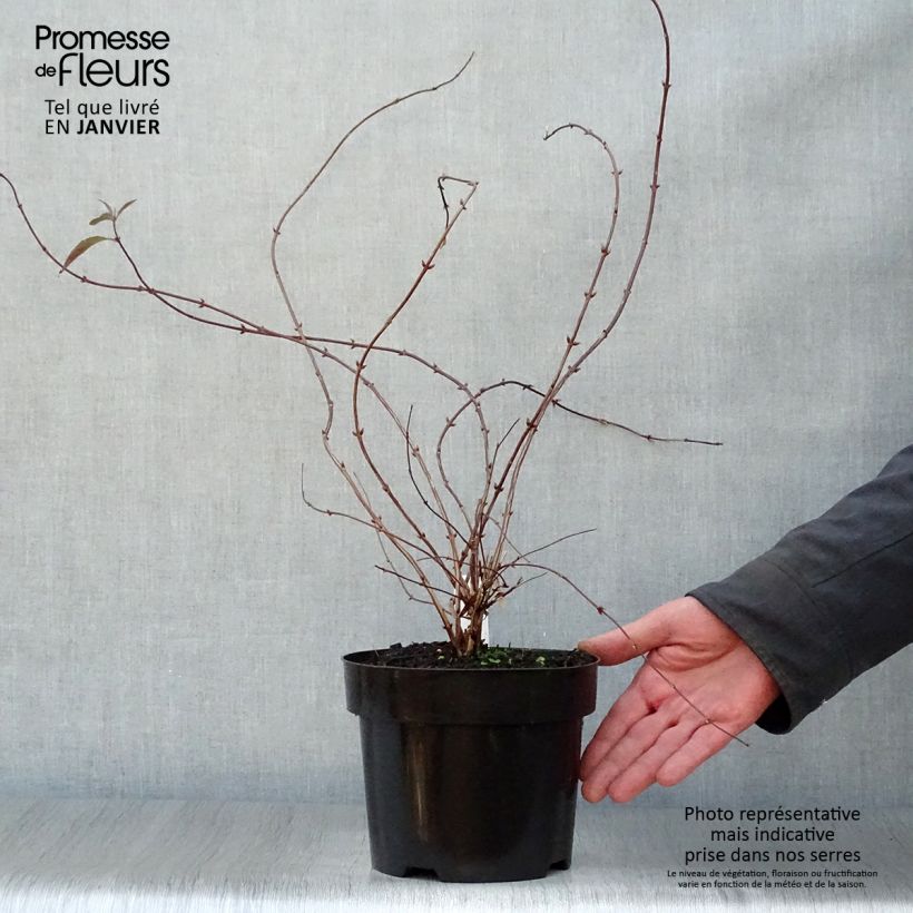 Example of Deutzia elegantissima Rosealind Pot van 2 l/3 l as you get in hiver