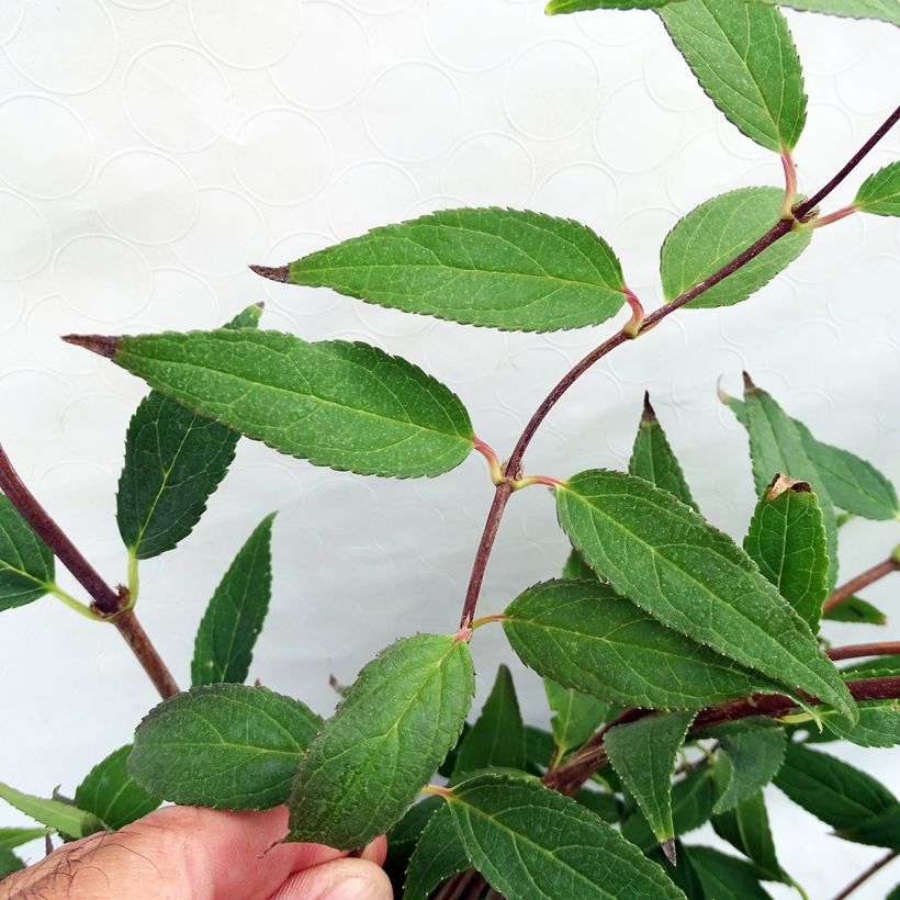 Deutzia gracilis - Bruidsbloem (Foliage)