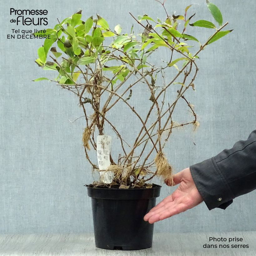 Example of Deutzia gracilis - Deutzie Pot van 2 l/3 l as you get in hiver