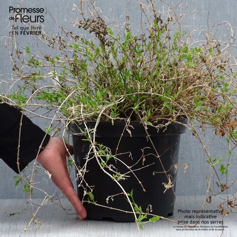 Example of Deutzia gracilis Nikko Pot van 7,5 l/10 l as you get in hiver