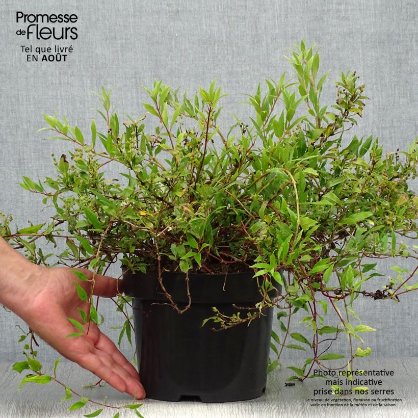 Exemplaar van Deutzia gracilis Nikko - Bruidsbloem Pot van 2 l/3 l zoals geleverd in de zomer